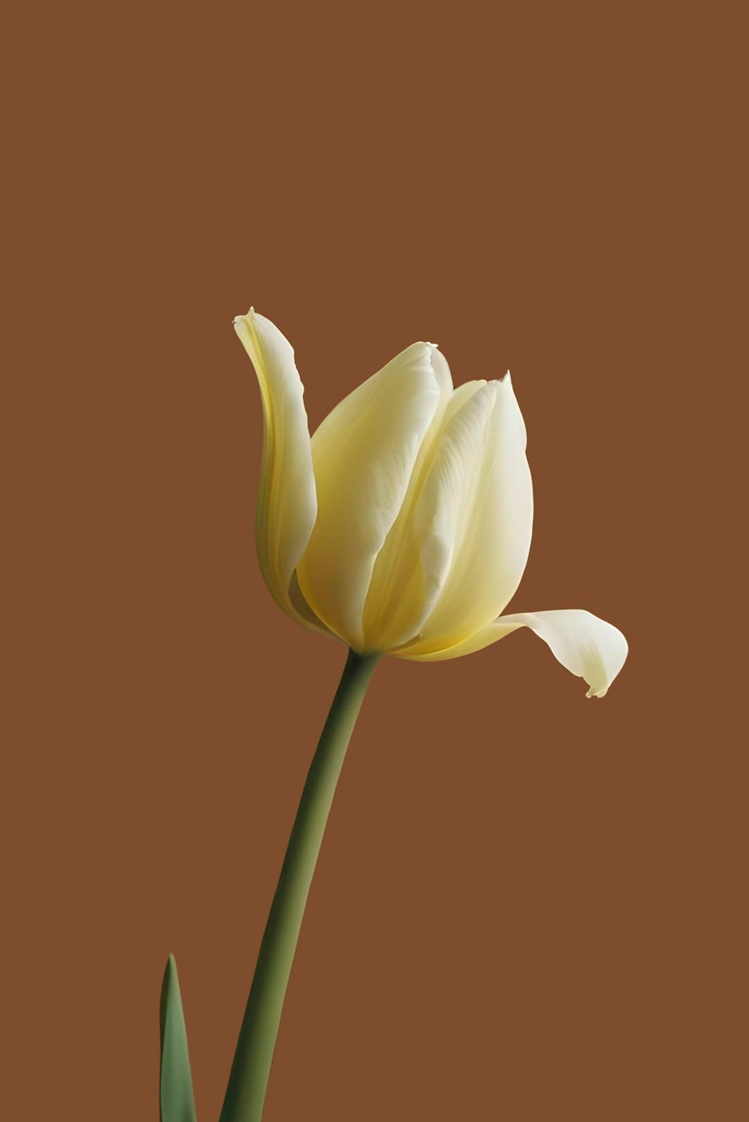 ILLIT歌曲《Almond Chocolate》获日本唱片协会流媒体‘’金唱片'认证